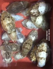 4일<내만갈치>월요일 &<갑오징어탐사>화요일 예약가능 사진