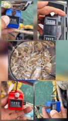 10월 4일 삼길포 진주피싱호 주갑 조황입니다.