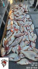 타이라바 7분이서 120 마리 참돔!!!