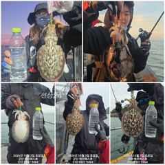 갑오징어 굿조황