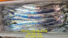 9월3일 갈치 호조황