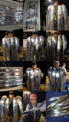 목감낚시[뉴-한사리3호]3일철수 갈치조황입니다