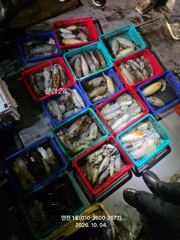 ★만진1호 10월4일 무늬오징어 팁런 사진