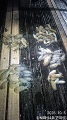 [거제] 《 내만무늬팁런 》5분조황 씨알 마리수 굿 5일 정상출조 사진