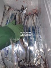 [마산] 내만갈치)3지가 와라라락~배전체 많이 잡았네요~예약가능