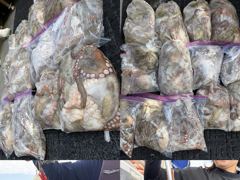 마스터호 문어 마무리 조황(5일)