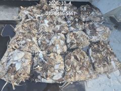 4일, 쭈꾸미 반,갑오징어 반~~망탱이 굿굿조황~군산낚시프라자 그랜드호