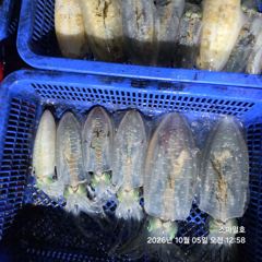 [거제] (팁런)가조도 무늬오징어 107수 감자 고구마들~스마일호(오늘 …