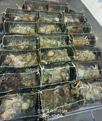 [진해] 야간문어!포인트마다 사이즈.마릿수 굿~화요일예약가능