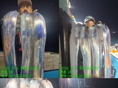 [통영] (14석통영명륜3호)은빛왕갈치 쿨러조황입니다 내일부터 출조합니다…