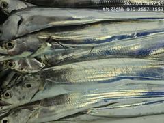 [거제] 거제 뉴 진성호 10월 5일 야간 칼치 아침 조항입니다