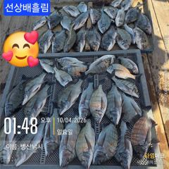 병산 감성돔38외 마리수 선상배&선외기흘림조황~~