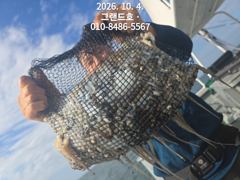 10/4 군산그랜드호 쭈꾸미 연일 대박 조황입니다!