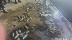 [거제] 가조도권 무늬오징어 무시급들 연일 180수대박 오늘 예약가능 사진