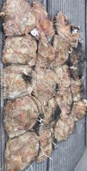 ■ 10/4 군산 "가을 갑오징어" 연일 대박조황입니다~~!!