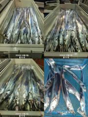 [여수플라워호] 5일 갈치 조황~ 010-2004-5524