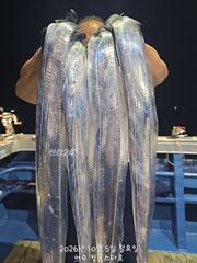 5일 입항 갈치 조황입니다..살아나는 조황 사진