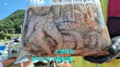 [통영] 문어 선상 조황입니다.