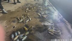 내만무늬팁런 연일 180수,250수 오바 사이즈 굿~!! 마릿수!! 낼예약가능
