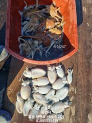 [통영] 유촌 형만레저 선외기 감성돔 조황입니다 내일여유