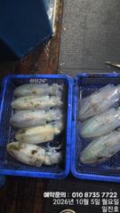 제주 일진호 10월 5일 무늬오징 조업조황 사진
