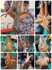 포항문어어제조황 오늘화요일저녁모집중입니다