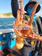 6일, 군산문어 ~싸이즈 확실한 덩치급 문어가~ 오늘도 스타트~실시간~~군산낚시프라자 챔피언호 사진