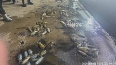 내만무늬팁런 연일 세자릿수 ~!! 오바 씨알 베리굿~!! 마릿수!! ((오늘 자리여유~!! 사진