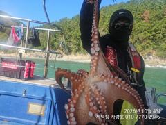 [진해] "돌문어"어제도1500g1200g1100g외 덩치들과 15수14… 사진