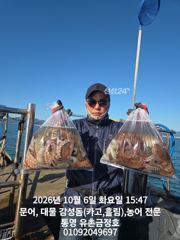 통영 금정호 문어선상 다시 대박조황 시작합니다 내일 자리여유있습니다
