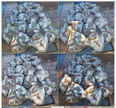 선단여유자리 ㅡ군산 먼바다 갑오징어 10.6