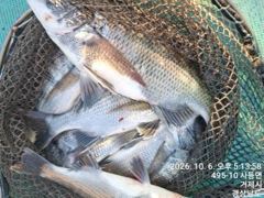 가조도 청곡연합레저 선외기 땐마조황