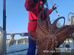 "돌문어" 1500g1200g1100g외 대물들15수13수12수외 3자릿수 전원 마릿수 최고^^