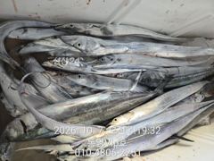 10월7일입항조황