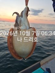 7일, 군산 갑오징어 연일 굿~오늘도 스타트 ~실시간 ~군산낚시프라자 나드리호