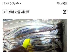 [진해] 내만갈치 오늘 선비 이벤트