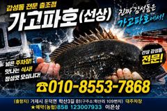 (어초여밭)감성돔 4짜~중치급들 찌맛 손맛~가고파호(8일 예약)