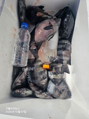 7일 전국 낚시호 초도군도 조황 입니다 사진