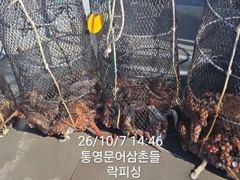 [통영] (문어)원도권 HOT포인트 덩어리 속출 퍼 담고~락피싱(오늘 예…