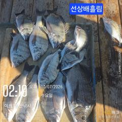 [고성] 병산 감성돔4짜외 마리수 선상배&선외기흘림조황