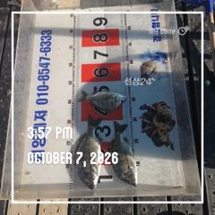 해양레저 흘림 감성돔 조황 사진