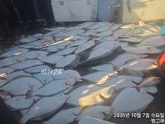 7일,"대광어" 가을이 좋다 ~사이즈 좋은 대광어들~~참돔,우럭등~ 군산낚시프라자 범고래호