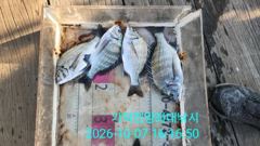 [부산] 가덕천성진양 감성돔 좌대조황 261007 수