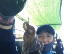 왕쭈꾸미 엄청씨리 올라옵니다