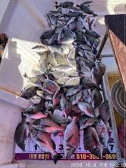 진동(행운호)38외 감성돔 마릿수 초 대박 조황(78수) 사진