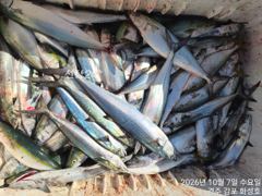 [경주] 사이즈와 빵이 좋은 방어 중삼치 입항 조황..
