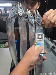 7일새벽 내만갈치 담배갑씨알 전원엄청잡고~!!루어,텐빈 1타1피~!!(오늘 예약중) 사진