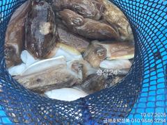돼지뚱 갑오징어 잡으로 오세요 씨알이 전부 좋아요 사진