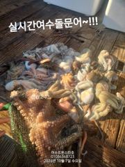 실시간여수돌문어대박ㆍ오늘밤23시30분집겨라리가능장원급들 30수오버 ㆍ키로오버들~~!!!