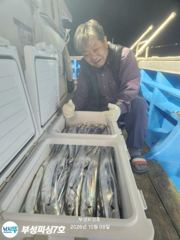 [부성피싱]왕칼치 초대박... 전원만쿨 초저녁부터 정신나간피딩 3지 4지급 대거출현 사진
